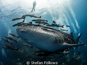 "Today was good. Today was fun. Tomorrow is another one."... by Stefan Follows 